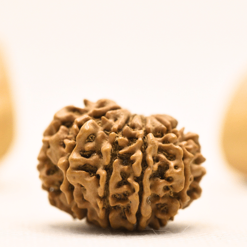 10 Mukhi Nepali Rudraksha - Collector
