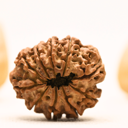10 Mukhi Nepali Rudraksha - Collector