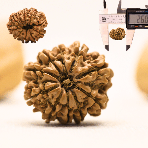 10 Mukhi Nepali Rudraksha - Collector