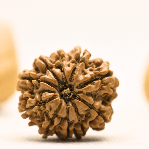 10 Mukhi Nepali Rudraksha - Collector