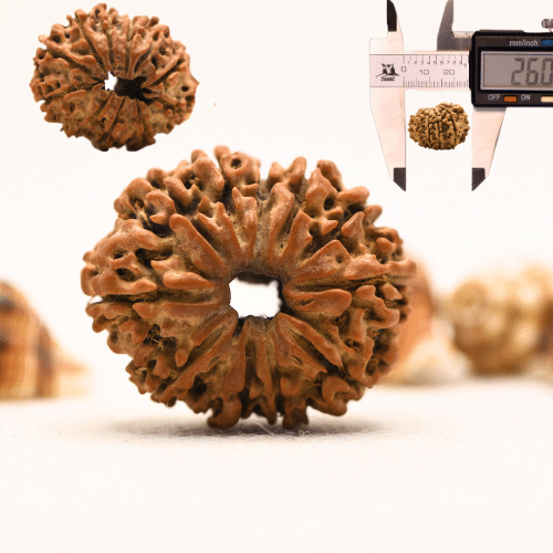 10 Mukhi Nepali Rudraksha - Collector