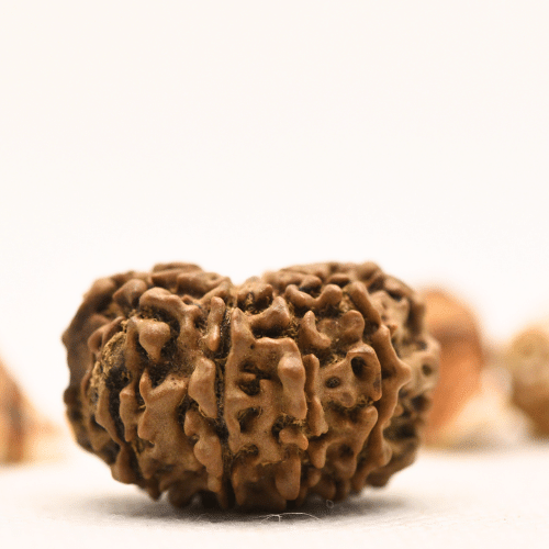 10 Mukhi Nepali Rudraksha - Collector