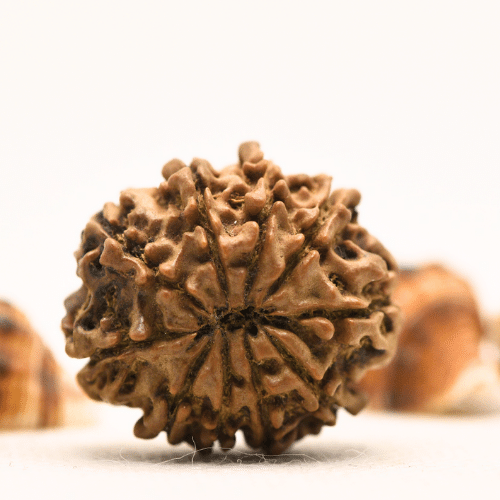10 Mukhi Nepali Rudraksha - Collector