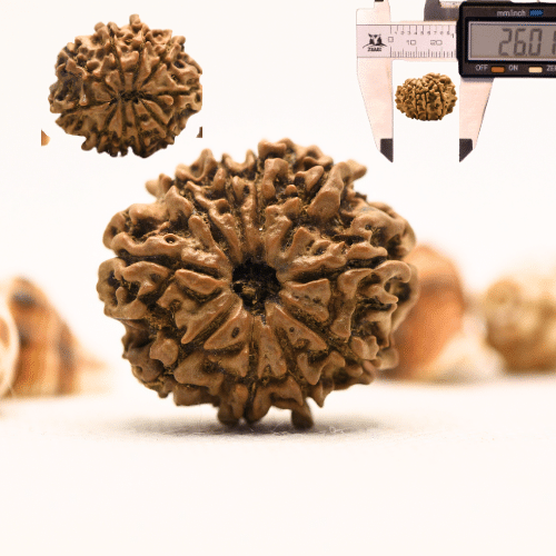 10 Mukhi Nepali Rudraksha - Collector