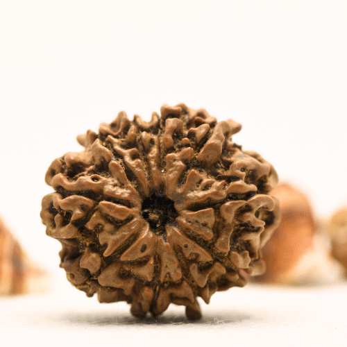 10 Mukhi Nepali Rudraksha - Collector