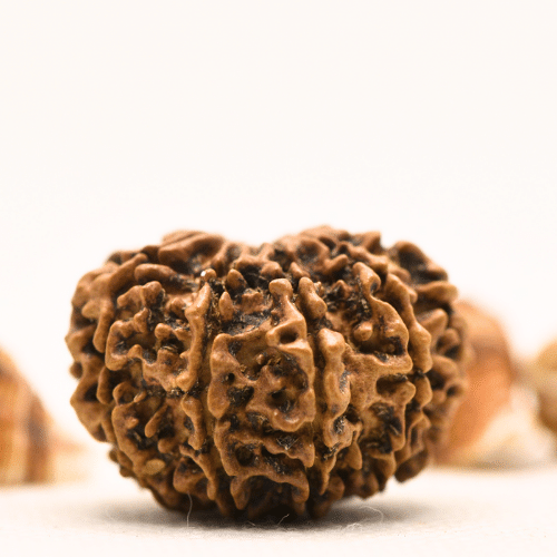 10 Mukhi Nepali Rudraksha - Collector