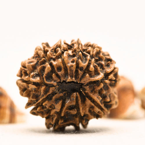 10 Mukhi Nepali Rudraksha - Collector