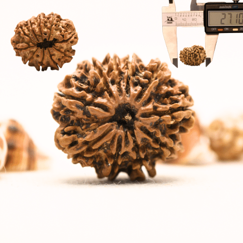 10 Mukhi Nepali Rudraksha - Collector