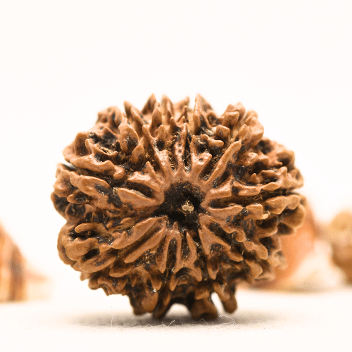 10 Mukhi Nepali Rudraksha - Collector