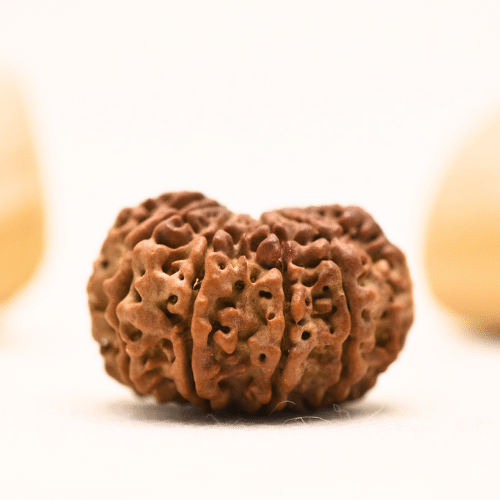 10 Mukhi Nepali Rudraksha - Collector