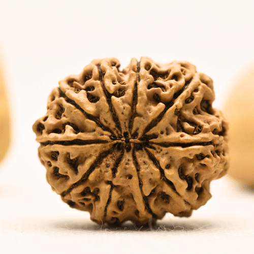 10 Mukhi Nepali Rudraksha - Collector
