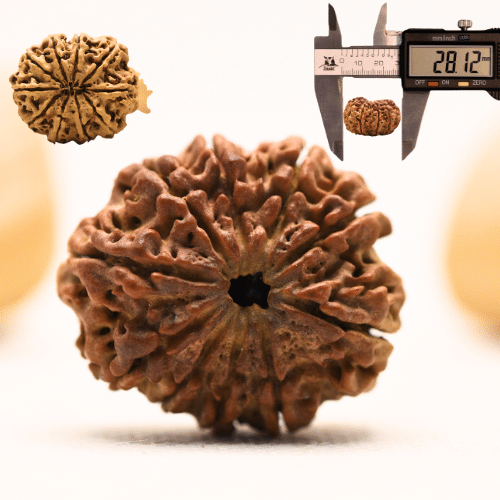 10 Mukhi Nepali Rudraksha - Collector