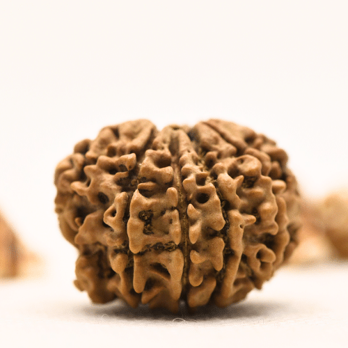 10 Mukhi Nepali Rudraksha - Collector