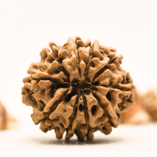 10 Mukhi Nepali Rudraksha - Collector