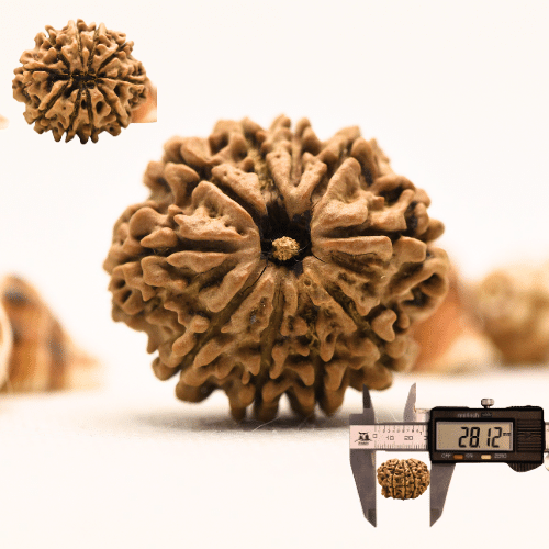 10 Mukhi Nepali Rudraksha - Collector