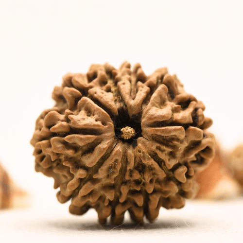 10 Mukhi Nepali Rudraksha - Collector