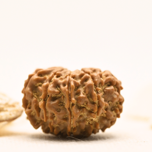10 Mukhi Nepali Rudraksha - Large