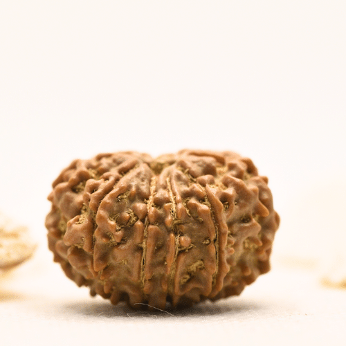 10 Mukhi Nepali Rudraksha - Large