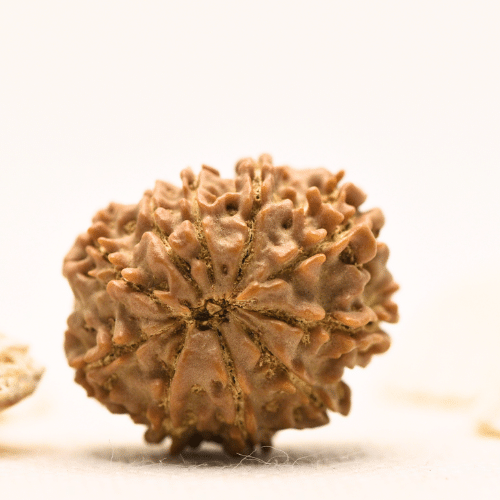 10 Mukhi Nepali Rudraksha - Large