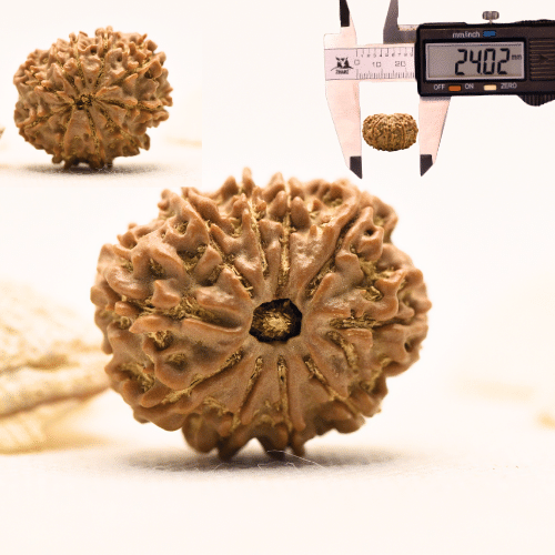 10 Mukhi Nepali Rudraksha - Large