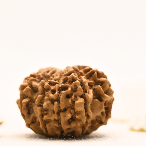 10 Mukhi Nepali Rudraksha - Large