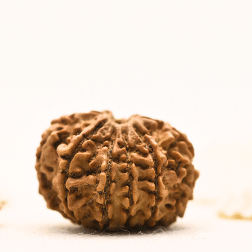10 Mukhi Nepali Rudraksha - Large
