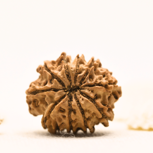 10 Mukhi Nepali Rudraksha - Large