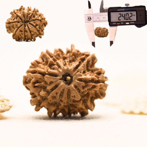 10 Mukhi Nepali Rudraksha - Large