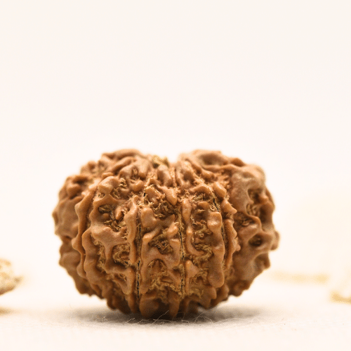10 Mukhi Nepali Rudraksha - Large