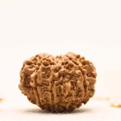 10 Mukhi Nepali Rudraksha - Large