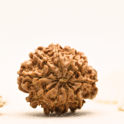 10 Mukhi Nepali Rudraksha - Large