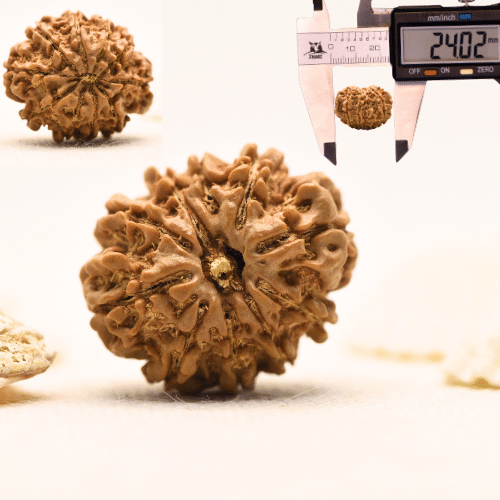 10 Mukhi Nepali Rudraksha - Large