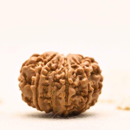 10 Mukhi Nepali Rudraksha - Large