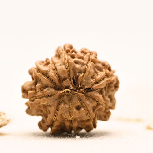 10 Mukhi Nepali Rudraksha - Large