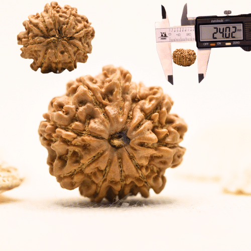 10 Mukhi Nepali Rudraksha - Large