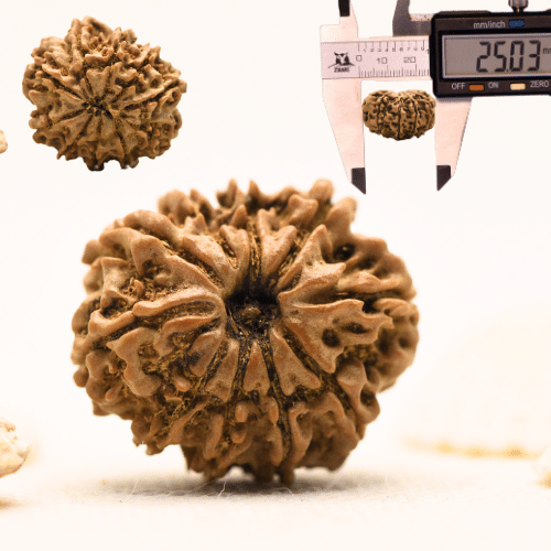 10 Mukhi Nepali Rudraksha - Large