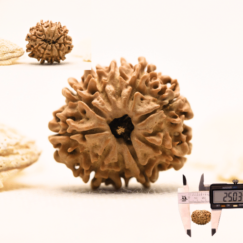 10 Mukhi Nepali Rudraksha - Large