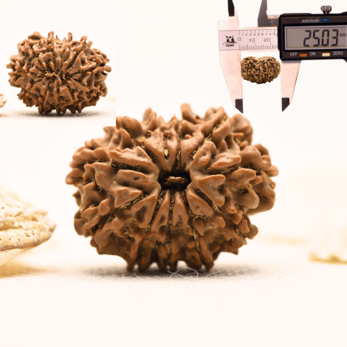 10 Mukhi Nepali Rudraksha - Large