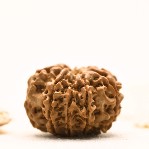 10 Mukhi Nepali Rudraksha - Large
