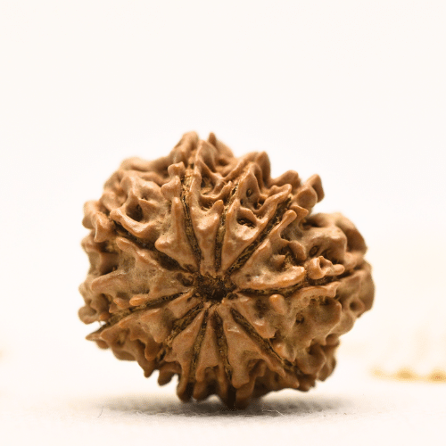 10 Mukhi Nepali Rudraksha - Large
