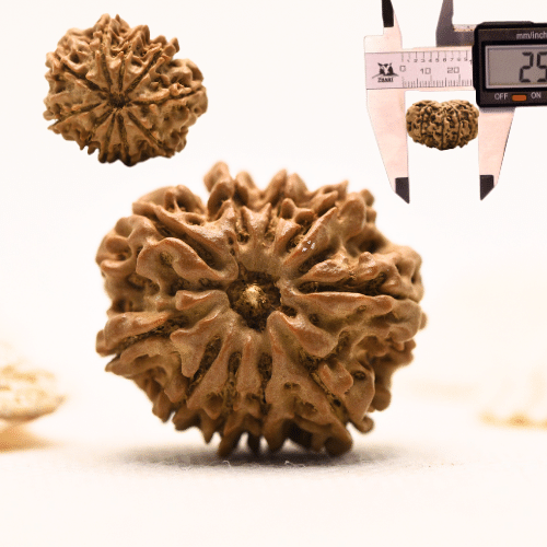 10 Mukhi Nepali Rudraksha - Large