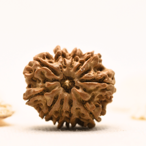 10 Mukhi Nepali Rudraksha - Large