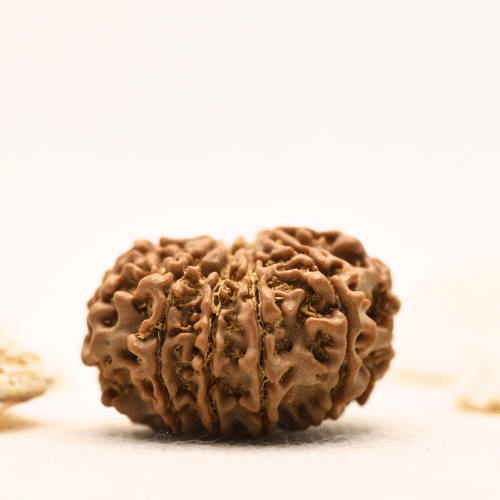 10 Mukhi Nepali Rudraksha - Large