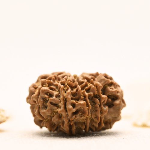 10 Mukhi Nepali Rudraksha - Large