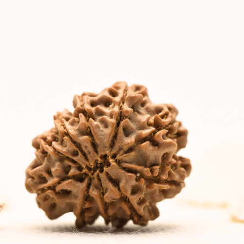 10 Mukhi Nepali Rudraksha - Large