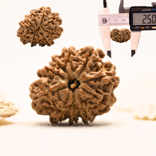 10 Mukhi Nepali Rudraksha - Large