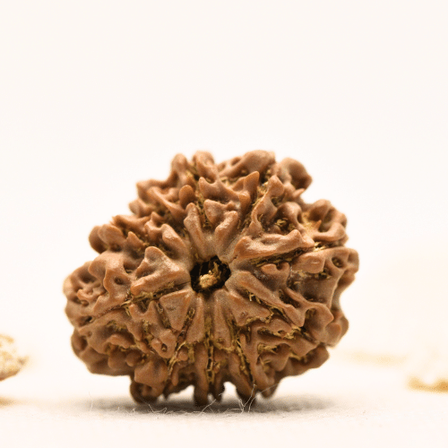 10 Mukhi Nepali Rudraksha - Large
