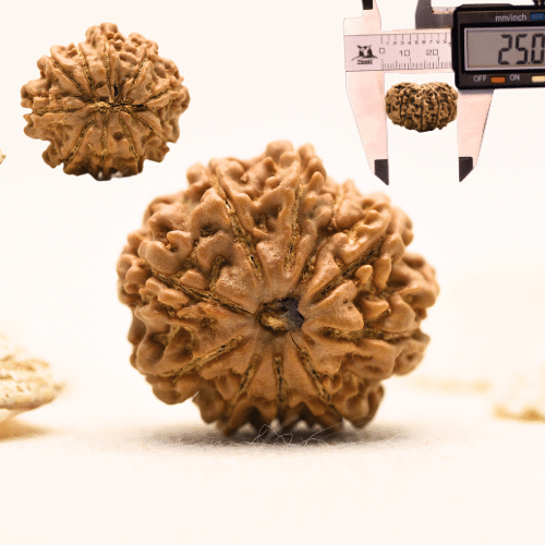 10 Mukhi Nepali Rudraksha - Large