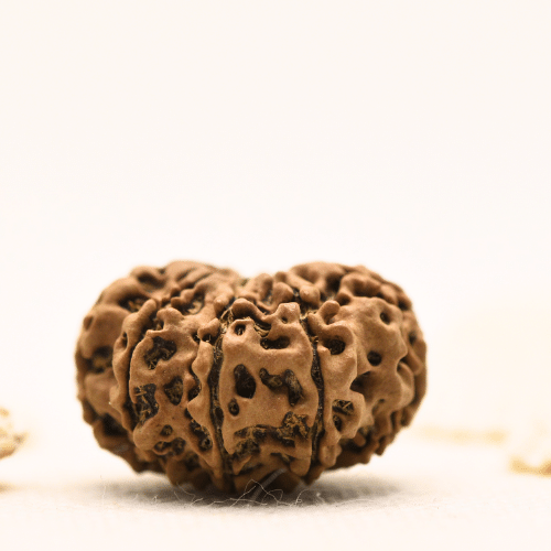 10 Mukhi Nepali Rudraksha - Large