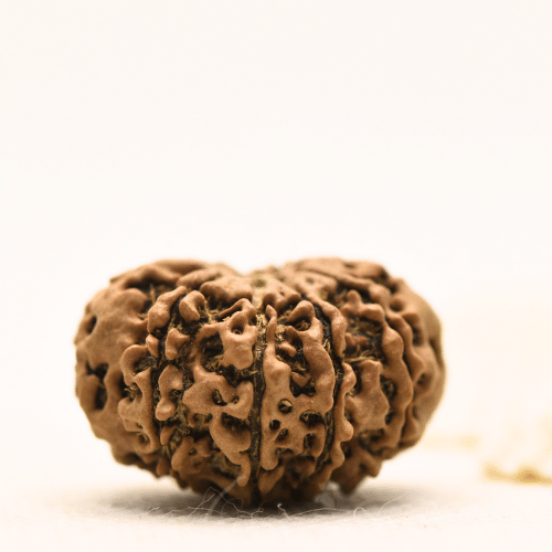 10 Mukhi Nepali Rudraksha - Large